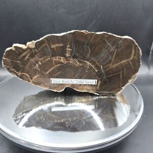 Petrified Wood Arizona